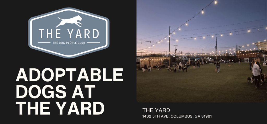 The Yard Adoptable Dogs